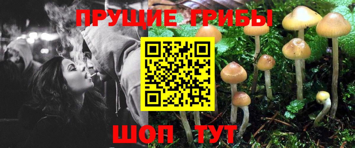 Псилоцибиновые грибы Psilocybine cubensis  Вход с VPN  Балабаново 